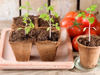 plantar tomate em casa