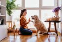 senhorio pode proibir animais em casa alugada