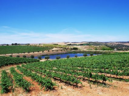 Panorâmica de herdade de enoturismo no Alentejo