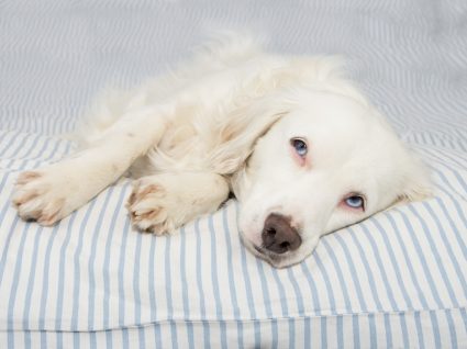 Cão com sintomas de esgana