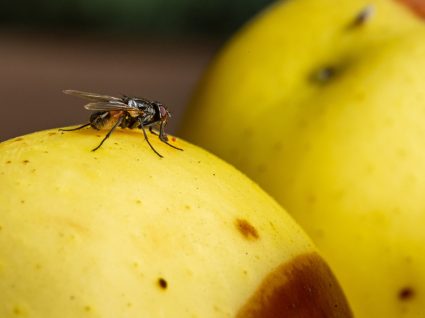 mosca da fruta