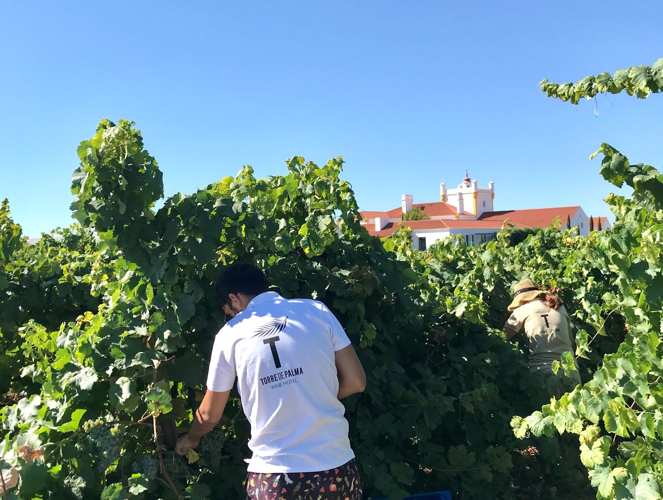 Programa de vindimas na Torre de palma