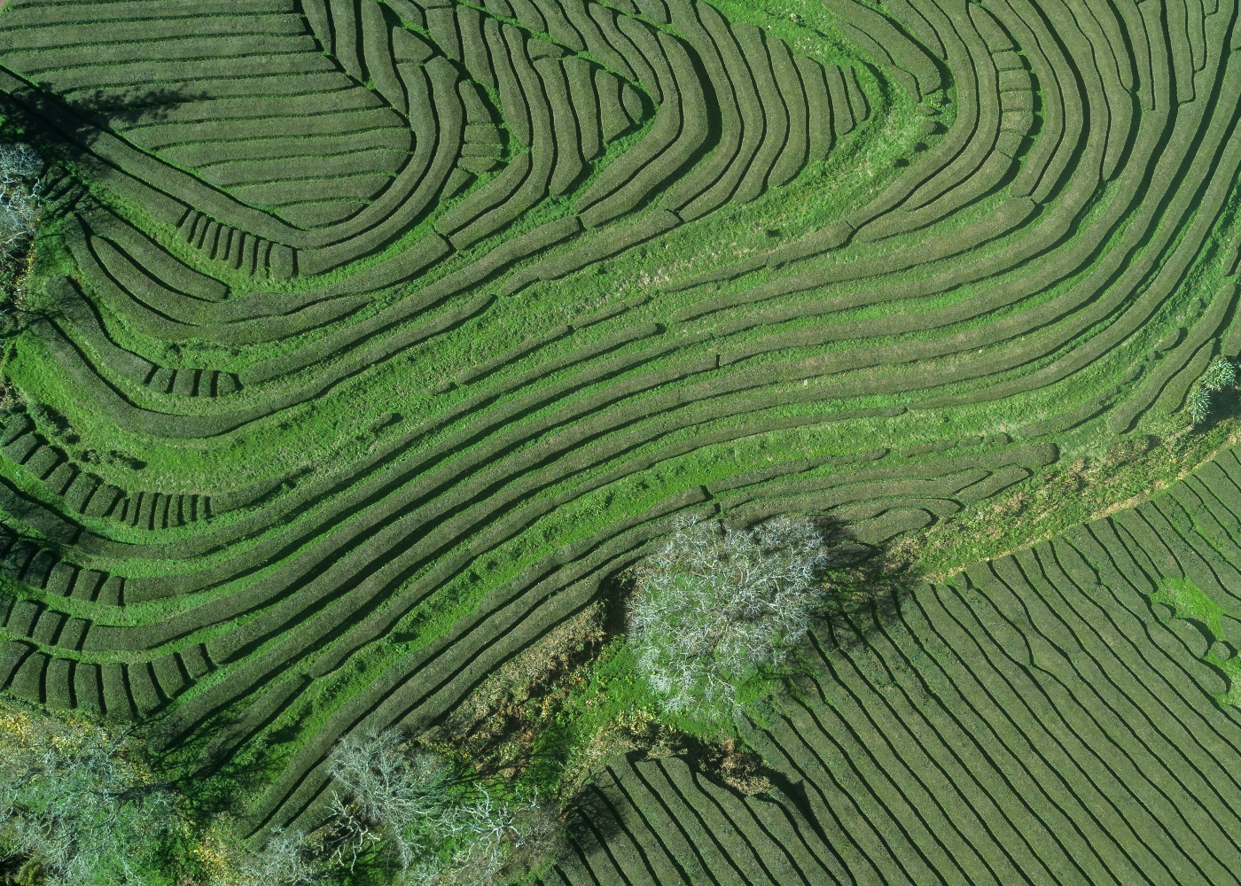 Imagem da Plantação da Chá Gorreana nos Açores