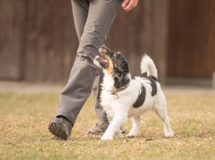 cão a andar a par do dono no parque