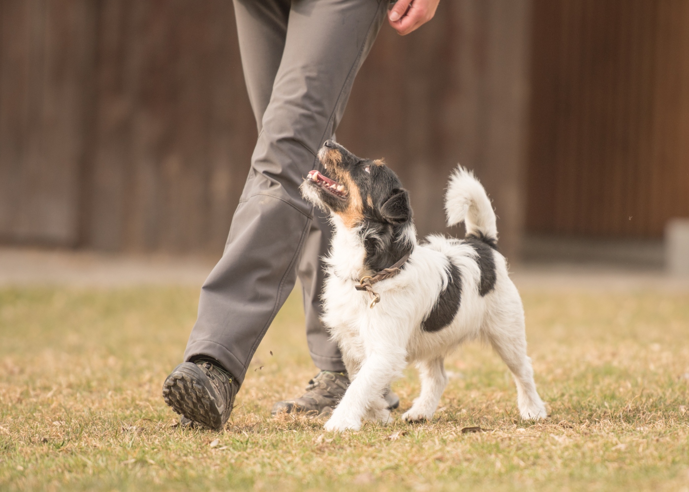 cão a andar a par do dono no parque