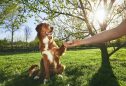 como ensinar um cão