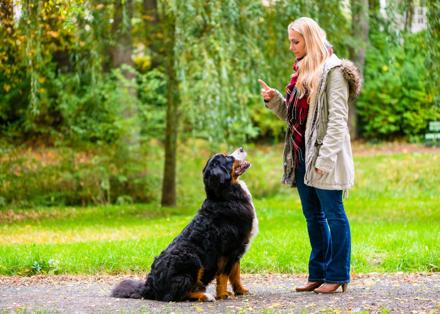 dona a ensinar o seu cão a sentar