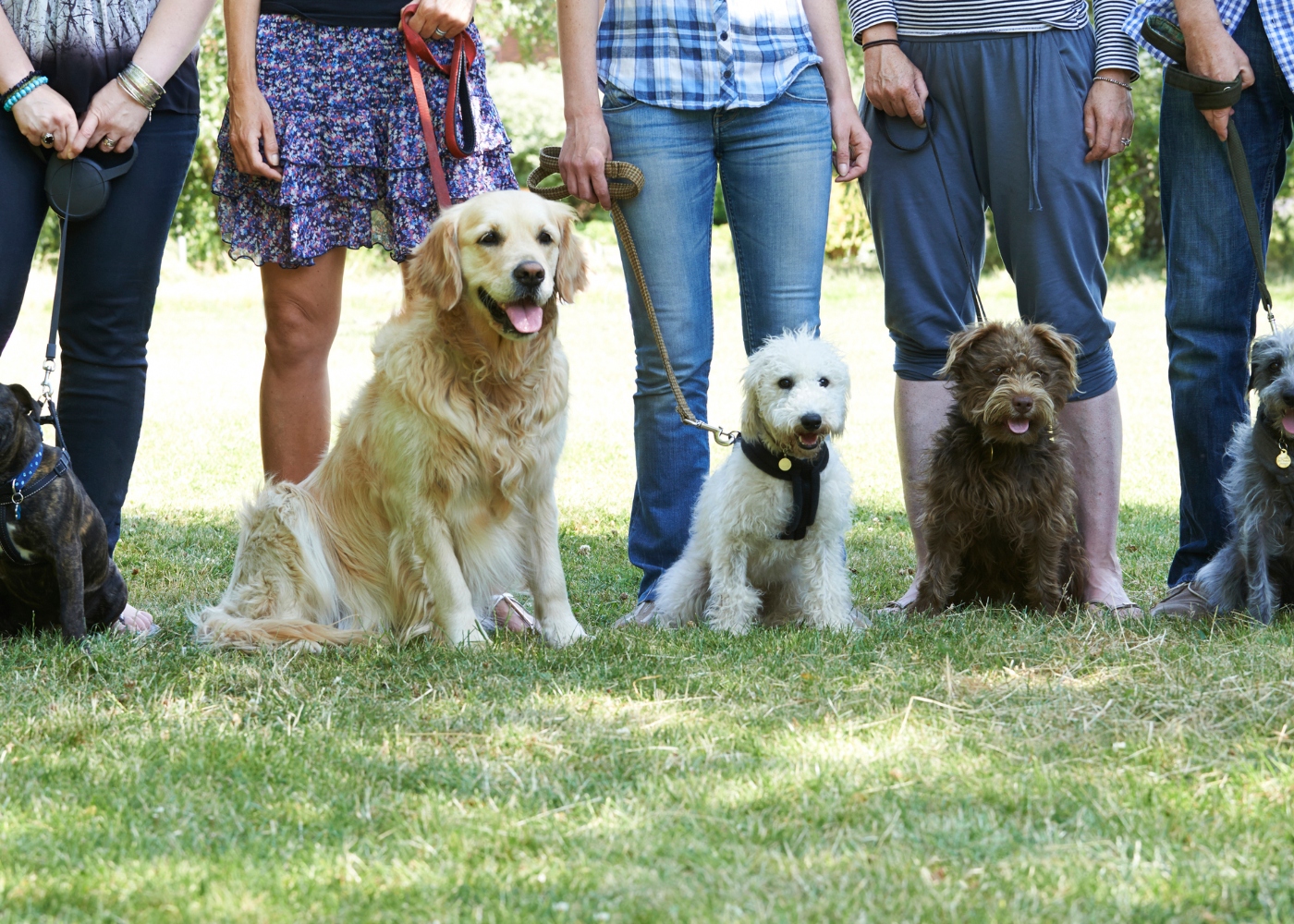 cães numa escola de treino