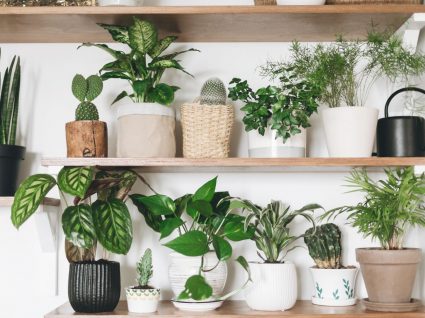 prateleiras de casa com plantas de interior que purificam o ar