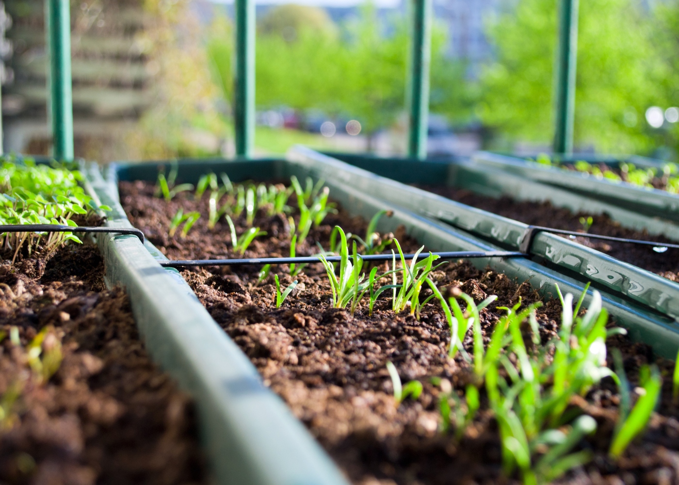 ervas aromáticas plantadas em apartamento