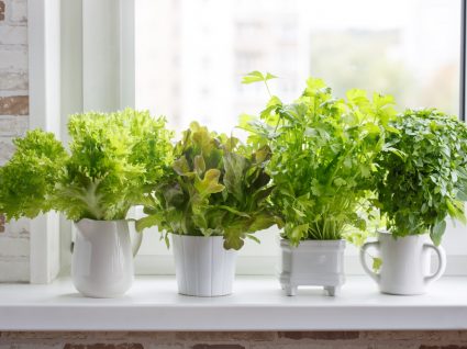 horta em apartamento plantada em vasos