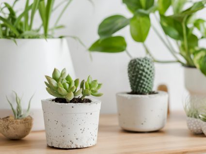 vasos com plantas suculentas