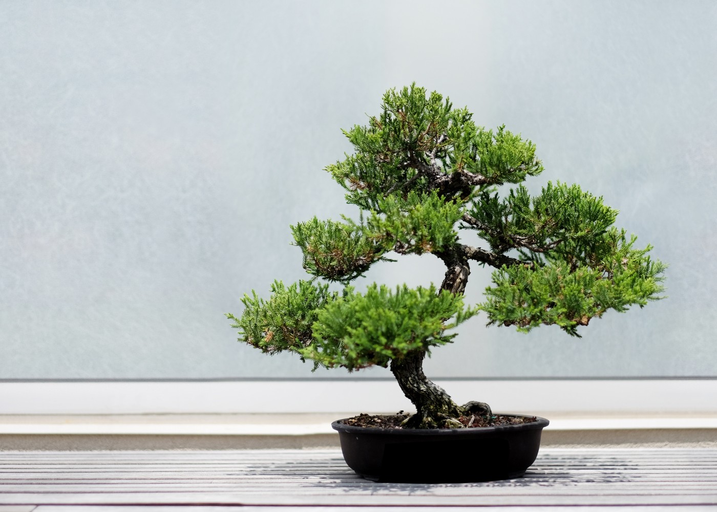 bonsai