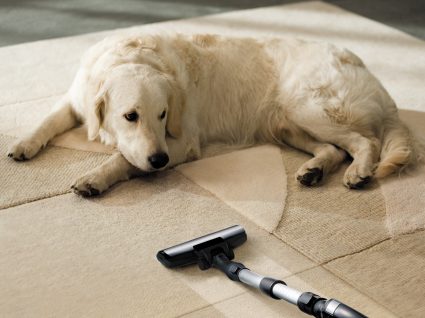 Limpeza com animais em casa