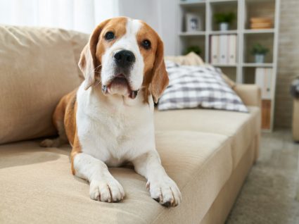 raças de cães para ter num apartamento