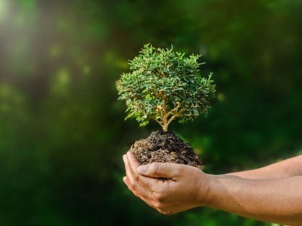 mãos a segurar um bonsai