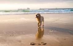 praias para cães