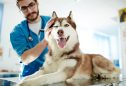 Cão no veterinário