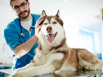 Cão no veterinário