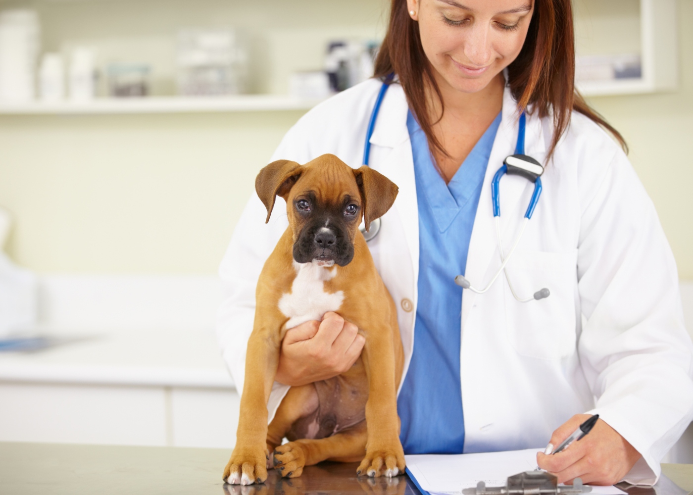 boxer ao colo da médica veterinária