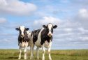 Vacas a pastar
