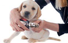 cortar as unhas do cão ou do gato