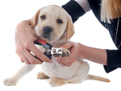 cortar as unhas do cão ou do gato