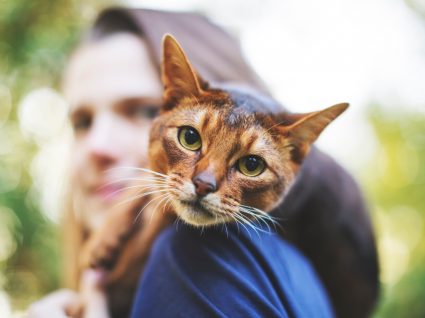 stress nos gatos