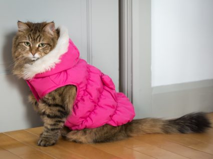 Roupa para gato