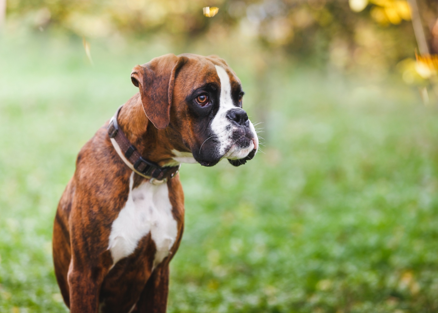 boxer a olhar no infinito