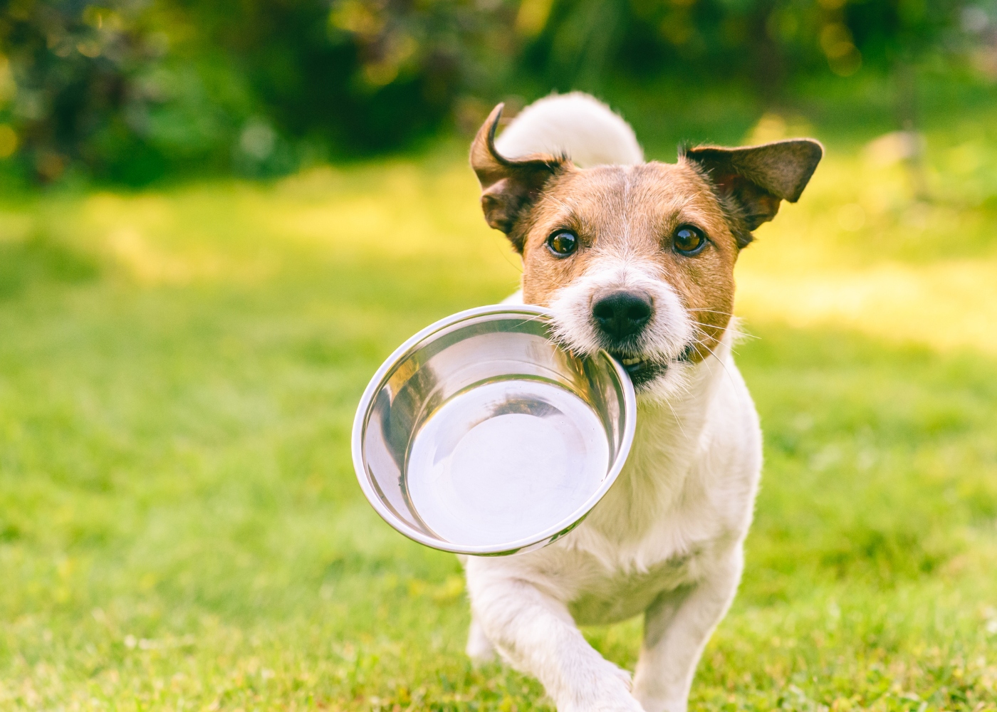 jack russel com tigela da comida na boca