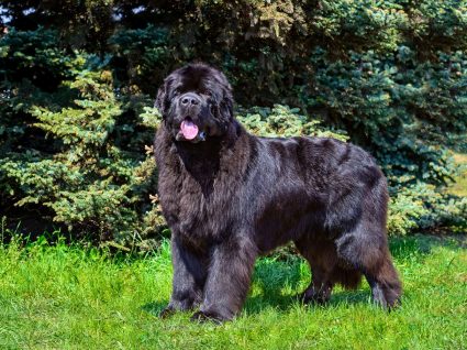 Como cuidar o pelo do cão