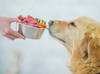 receitas para cães