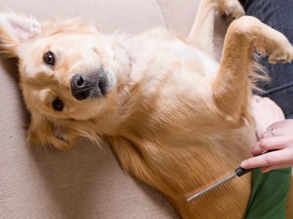 Dicas para eliminar pelos dos cães