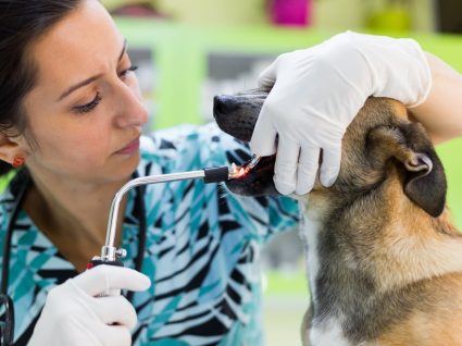 destartarizar os dente dos cães