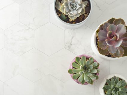 suculentas variedades distintas em vasos