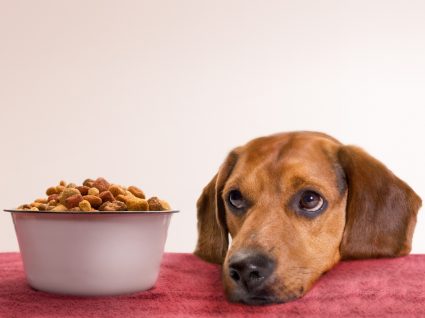 O que fazer quando o cão não come