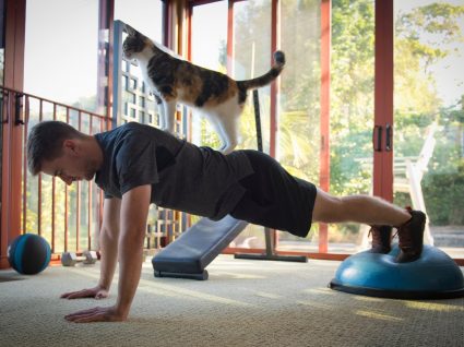 Treino com gatos