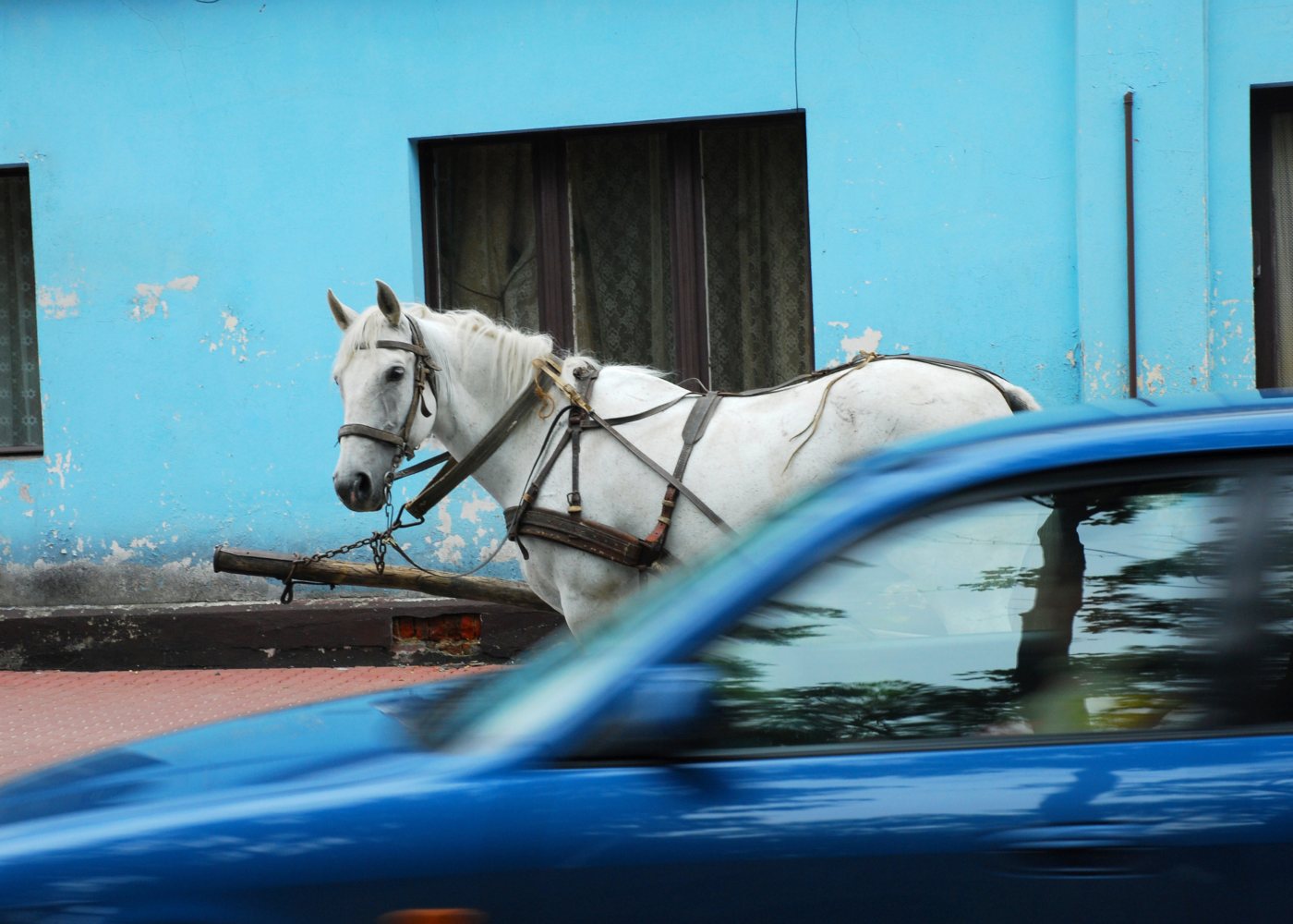 carro e cavalo