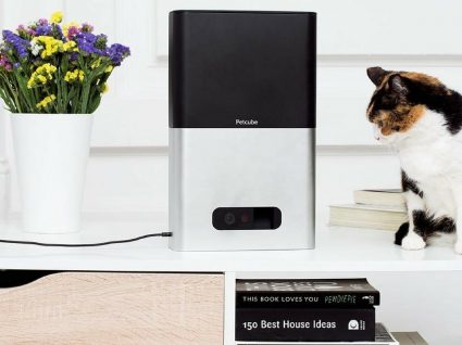 Petcube: já pode brincar com o seu cão ou gato à distância
