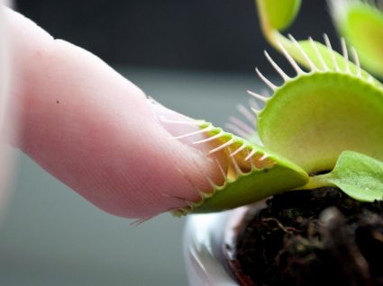 3 plantas carnívoras para ter em casa: ficou curioso ou cheio de medo?