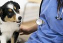 Veterinário low cost: o que ter em conta e onde encontrar