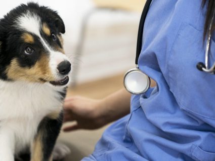 Veterinário low cost: o que ter em conta e onde encontrar