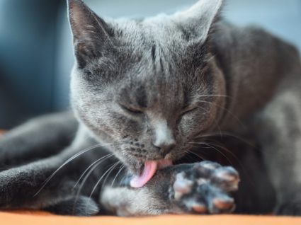 Bolas de pelo de gato: quais as causas, como evitar e como tratar