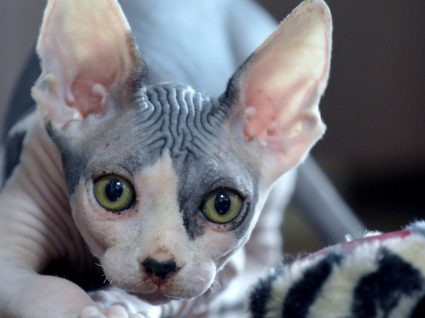 Raça Sphynx: tudo o que deve saber acerca deste felinos