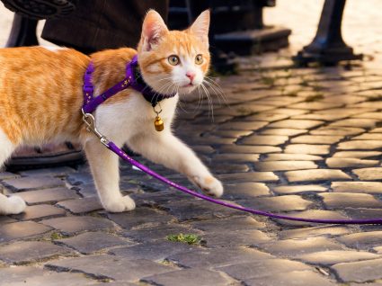 Coleiras e trelas para gatos: sim ou não? Saiba tudo sobre o assunto