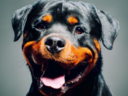 Rottweiler: uma raça potencialmente perigosa ou nem por isso?