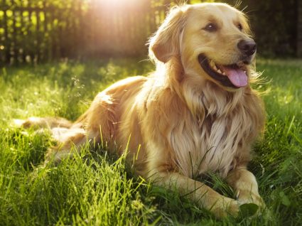 Golden Retriever: tudo sobre esta raça adorada