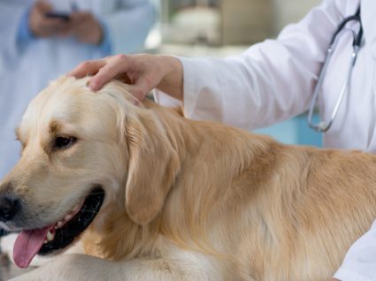 Golden Retriever: principais doenças da raça e cuidados a ter