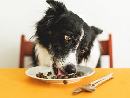 Descubra como fazer ração para cães em casa e quais as suas vantagens